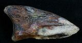 Struthiomimus Foot Claw - South Dakota #7531-1